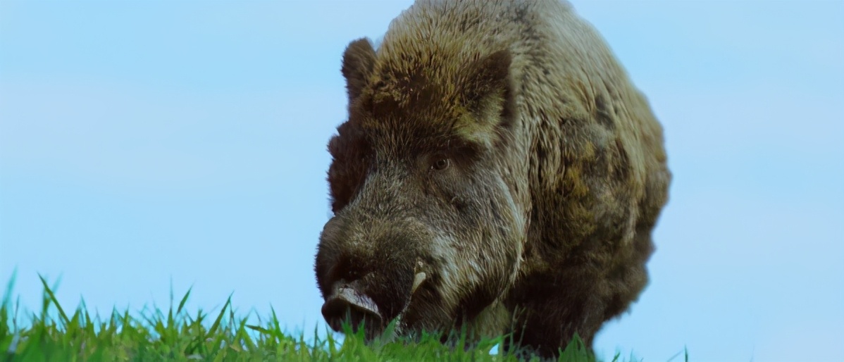 口碑爆棚，荒诞浪漫，吐血安利这部年度票房冠军