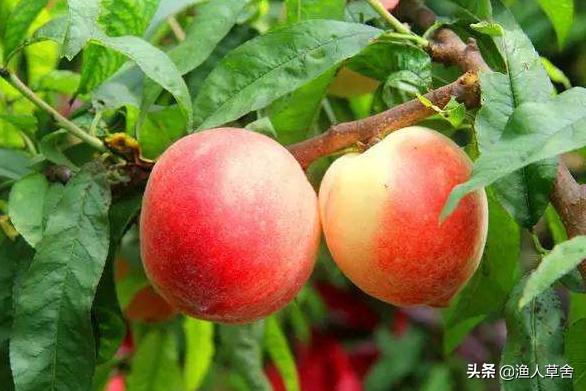 桃子成熟了怎么管理,桃子个头长小怎么办