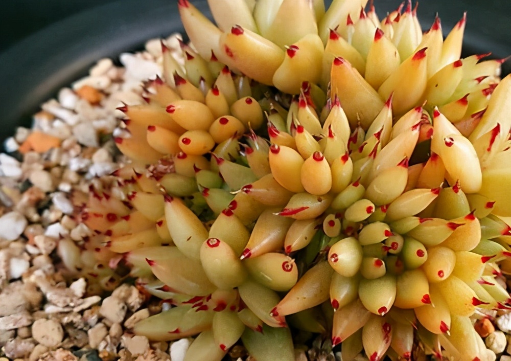 新手夏天养多肉5个保命秘籍,多肉高温雨季如何度夏养护