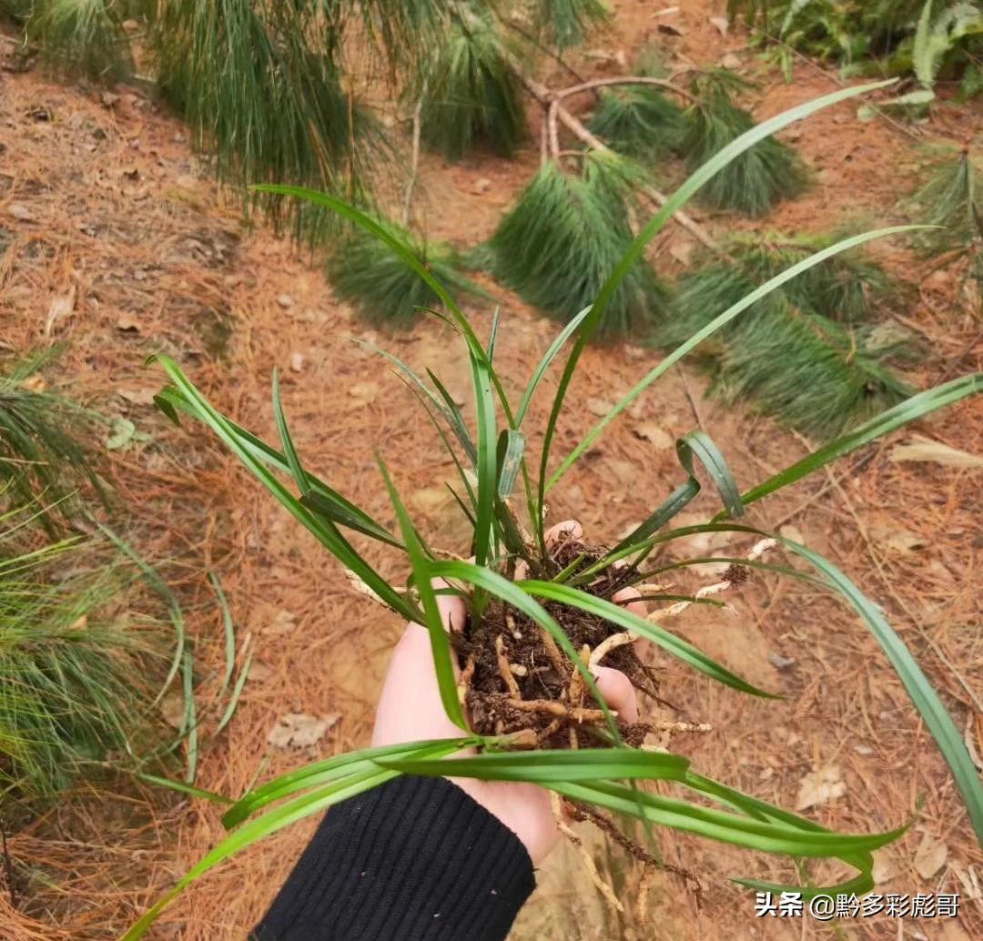 兰花品种鉴定方法,兰花的品种和鉴定方法