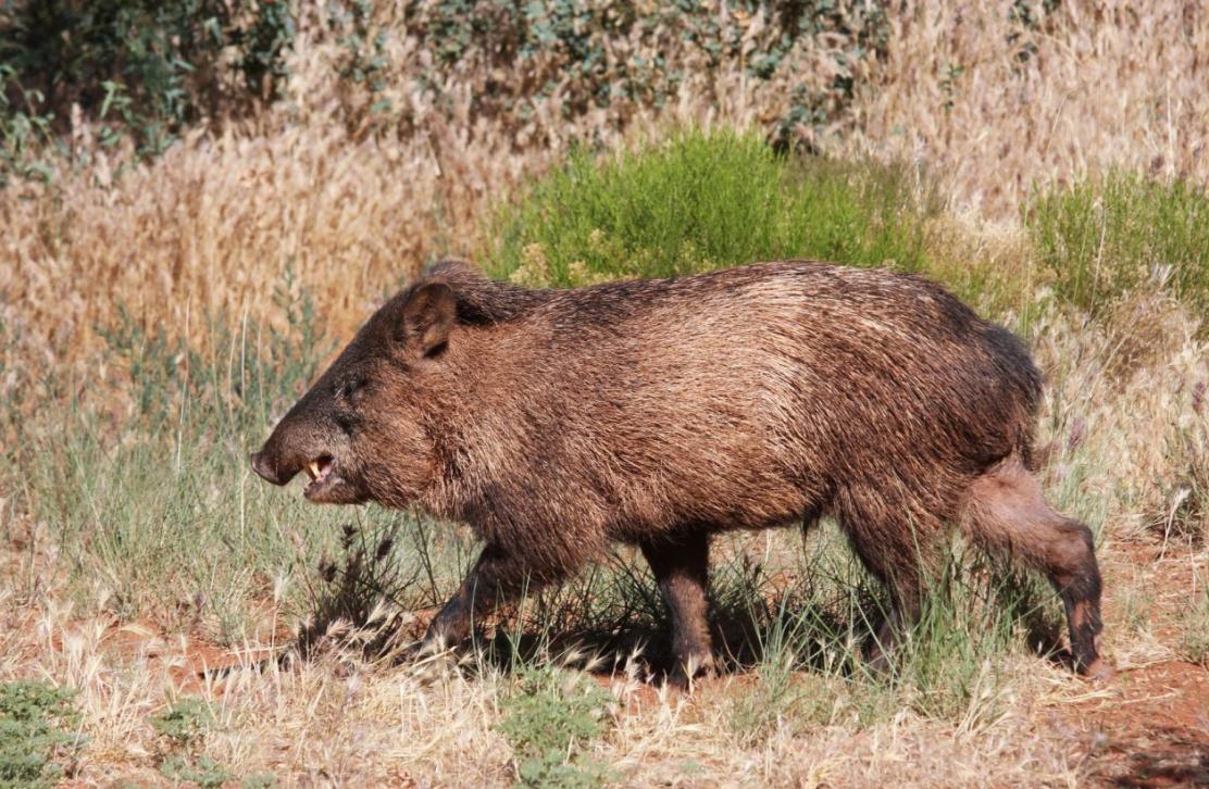 野猪现在泛滥的原因有哪些,野猪泛滥如何控制野猪