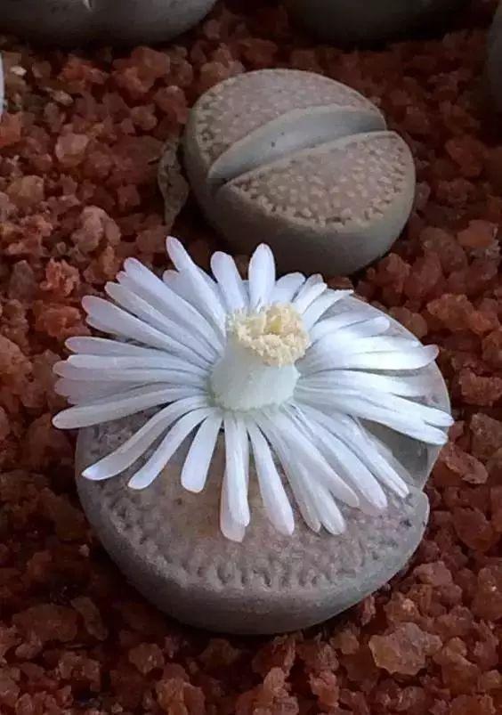 多肉生石花好看视频,多肉生石花开图