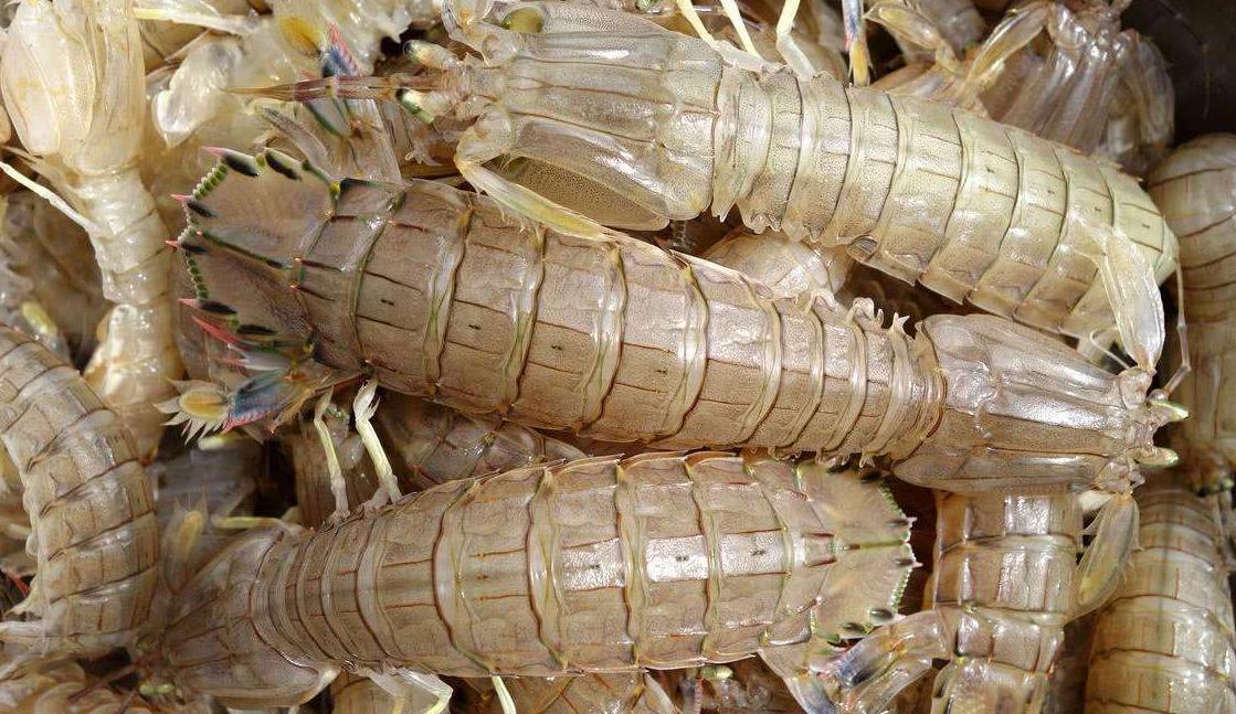 皮皮虾制品镉含量是否受管控,皮皮虾镉超标去复检要带虾去吗