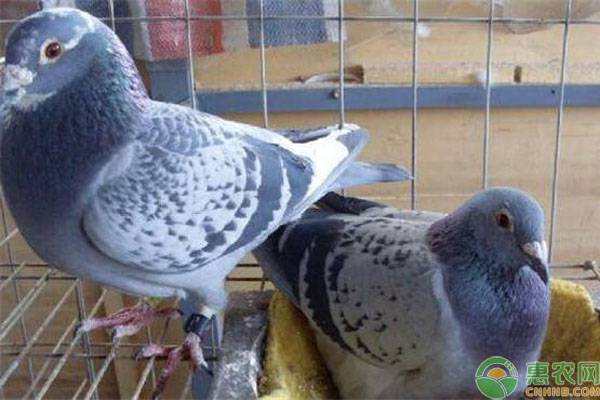 小鸽子喂补钙药后期有用吗,鸽子补钙效果排名前十强