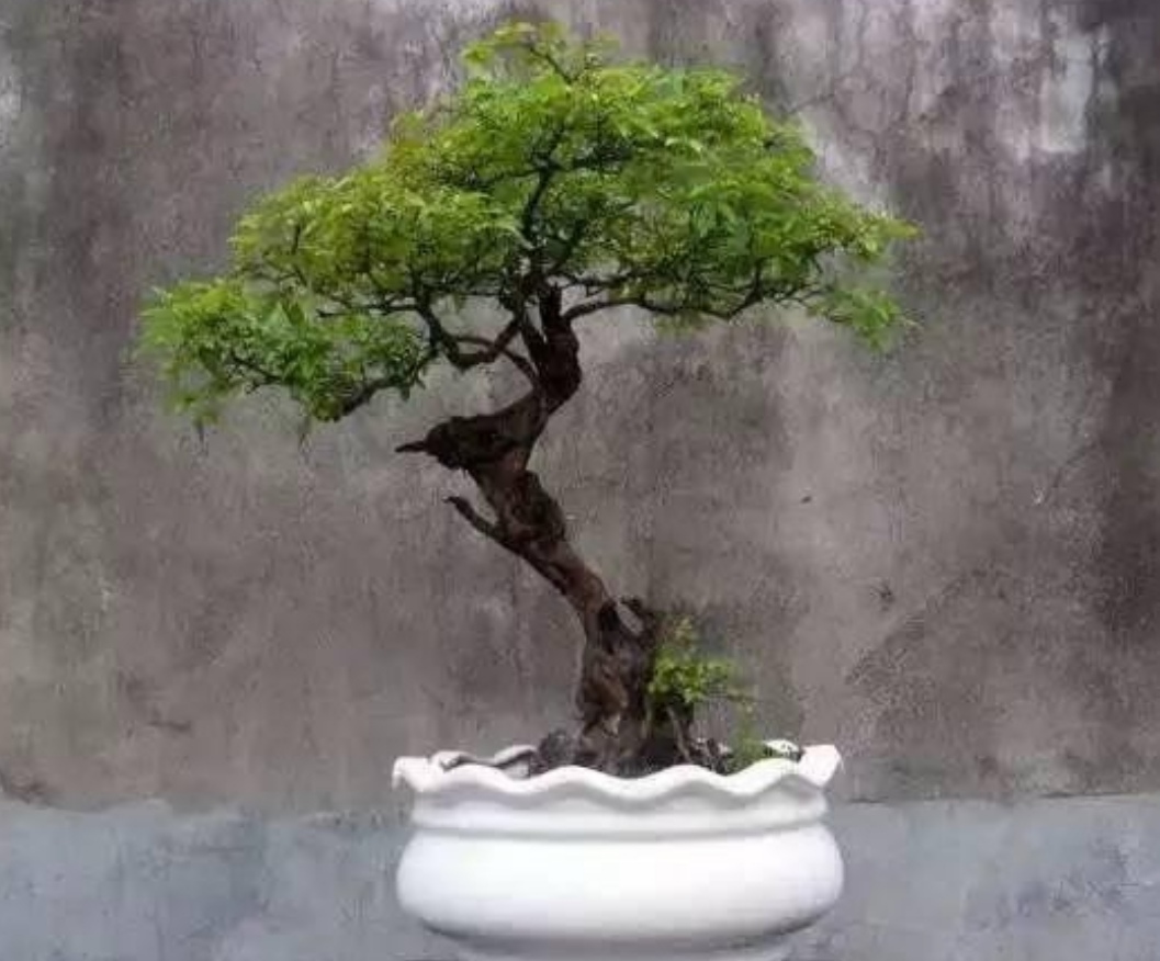 疙瘩树盆景造型图片,荆条疙瘩盆景怎样制作