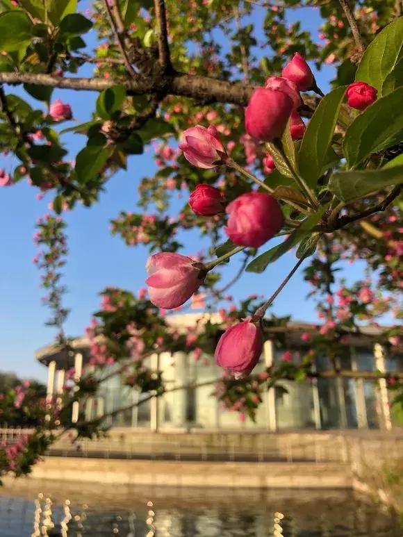 家里种哪些树招财又旺宅,院子什么树最旺财又旺家