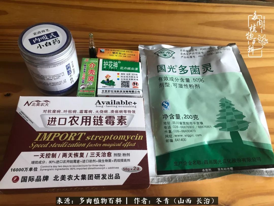 新手养的多肉怎么管理好看,阳台养多肉正确方法