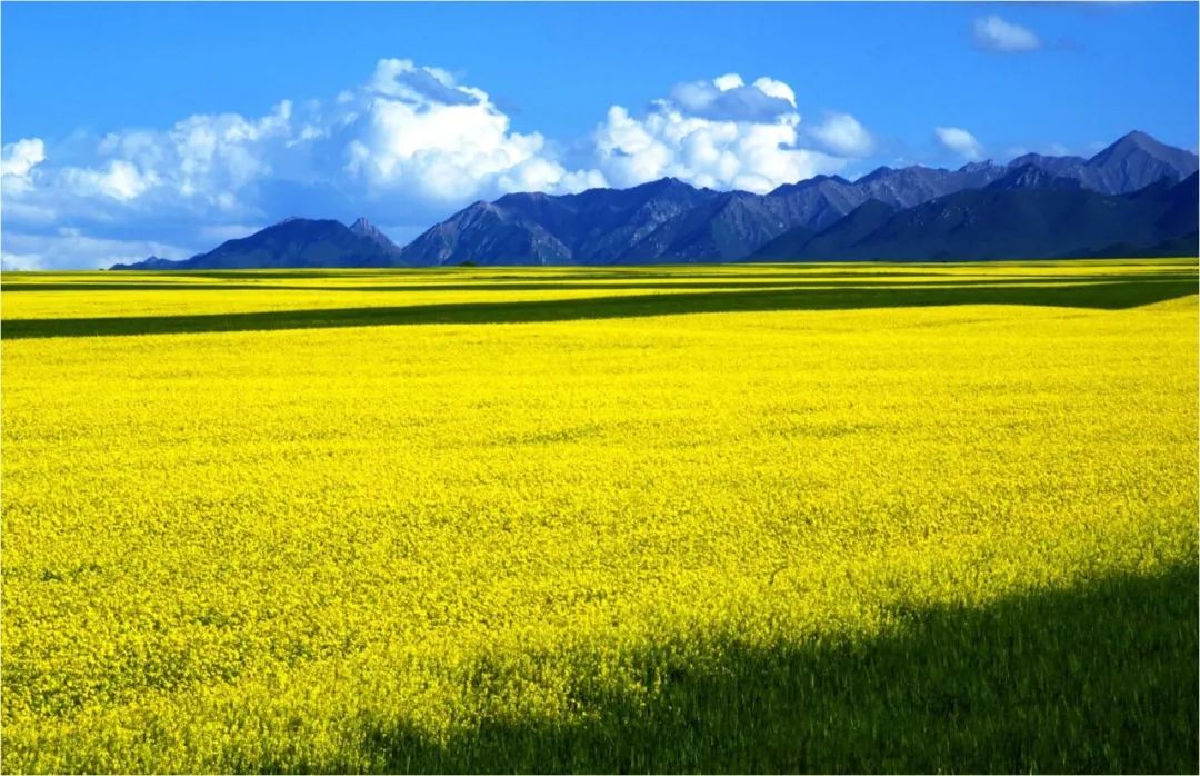 山丹军马场世界第一大军马场,亚洲第一马场山丹军马场直播