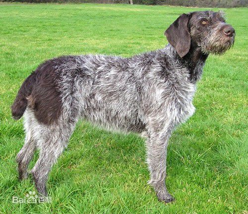 宠物狗大全免费观看,什么狗最好养又听话又聪明大型犬