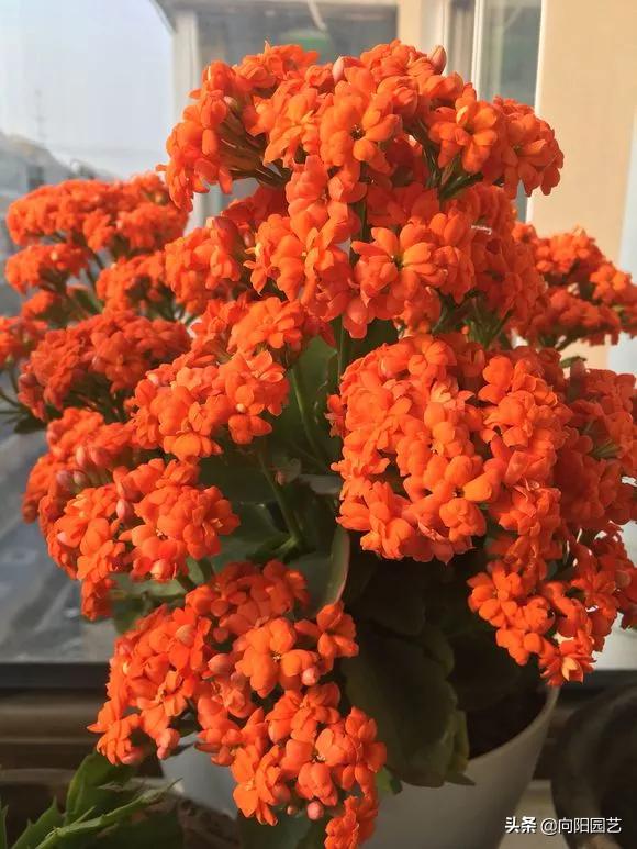 冬天值得养的7种花,这6种花冬天冻不死还花开不断