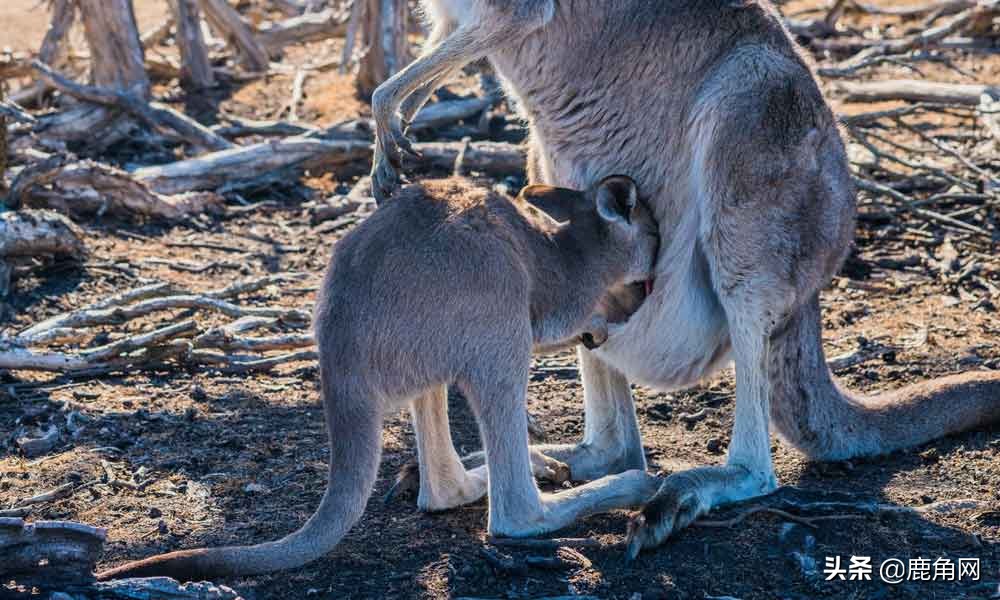 你知道哪种动物容易怀孕吗,动物怀孕会有孕反吗