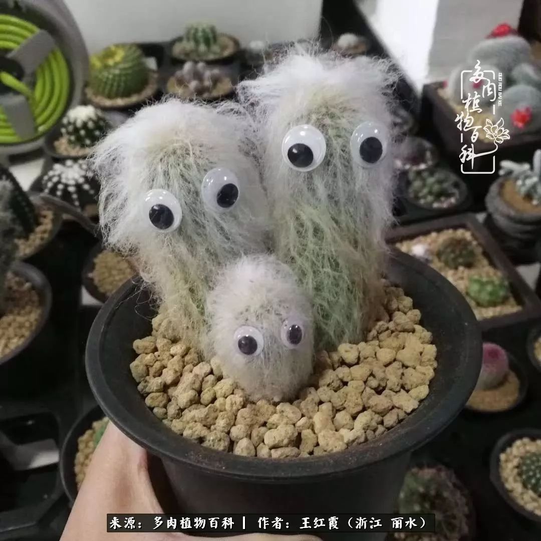 仙人球露养条件,仙人球春天露养条件