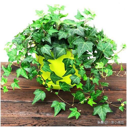 客厅适合摆放的十大植物除甲醛,除甲醛排名第一的植物是绿萝吗