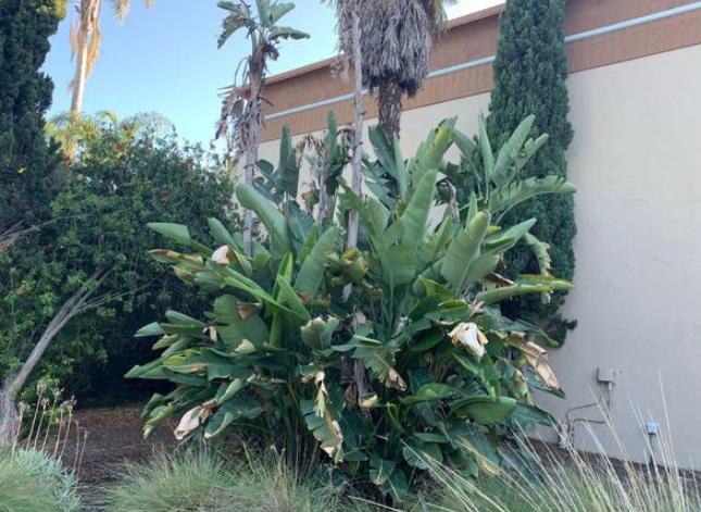 鹤望兰小盆栽怎么养,北方盆栽鹤望兰何时可以换盆