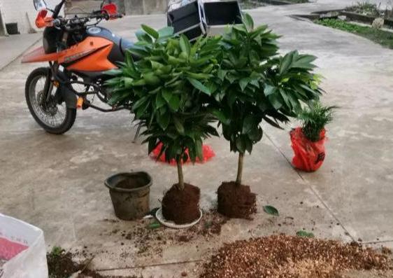 家里的盆栽花发臭该怎么办？自制4种香味肥，用了没异味