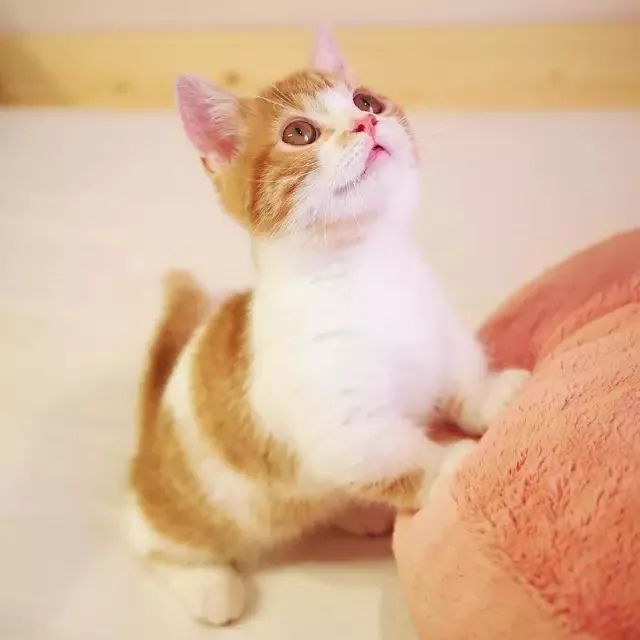 “不行了，我血槽已空，这么萌是怎么长得呢！？”