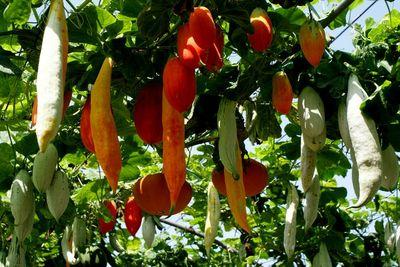 烟台昆嵛山和威海昆嵛山,烟台昆嵛山林场