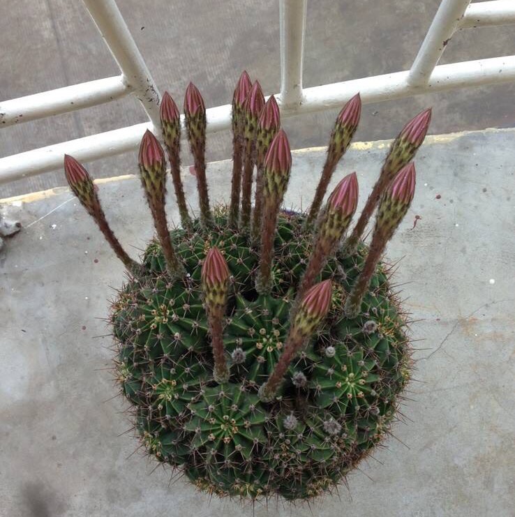 仙人球怎么养才能爆盆,仙人球怎么养护才能爆盆