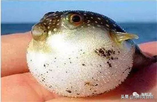 102种海鲜,营养丰富的海鲜有哪些品种