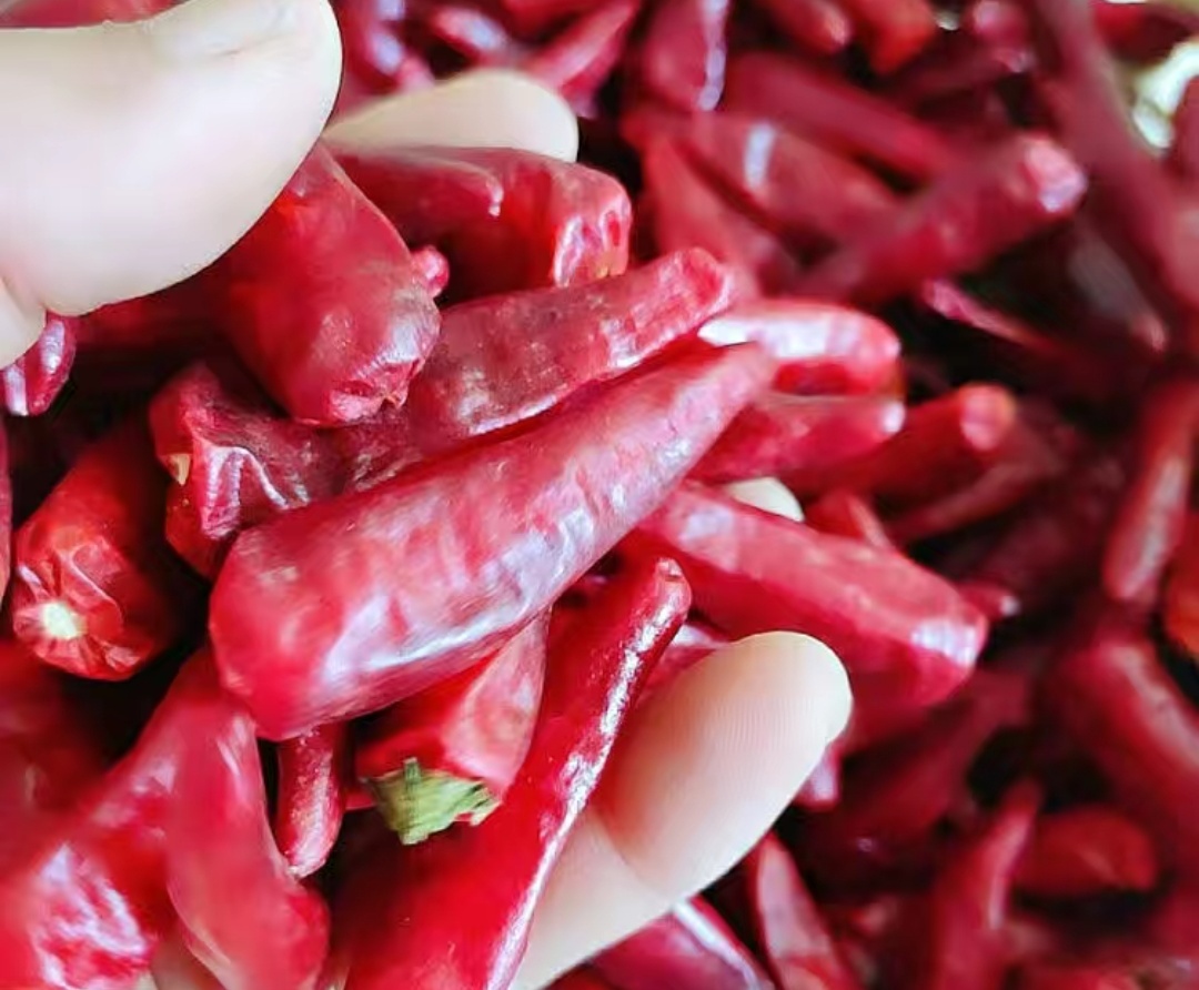 吉林洮南辣椒第一人,中国辣椒第一镇