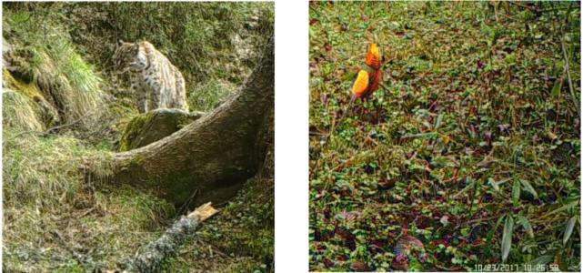 ai模型消除,ai模型报错