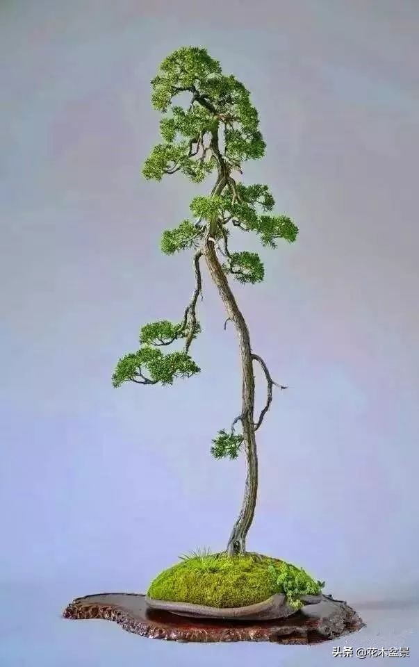 文人树盆景，宣泄一种情绪，吐露一种幽愤