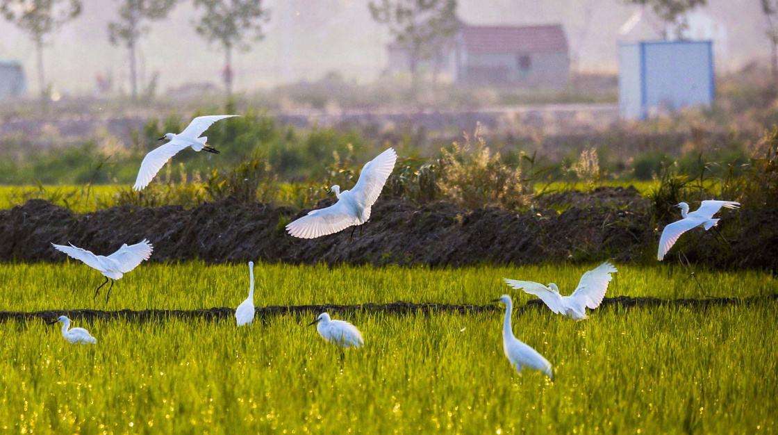 中国农业发展最好的城市,农业20强城市