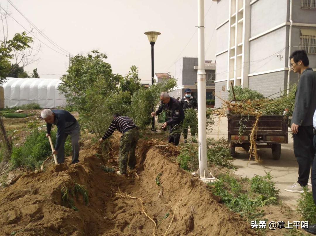 平阴新闻|乡村治理领域扫黑除恶专项行动再推进；昨日玫瑰花冠收购价格为4.00元/斤