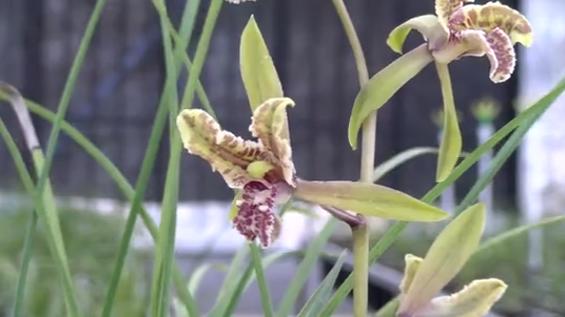 桐柏什么地方种兰花,桐柏种兰花