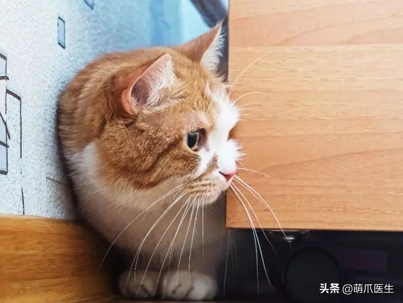 猫咪黑下巴毛囊炎的终极解决办法,猫咪有毛囊炎胡须还能长出来吗