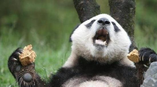 为什么熊猫没有被狮子吃掉的记载,熊猫是肉食动物为什么吃竹子