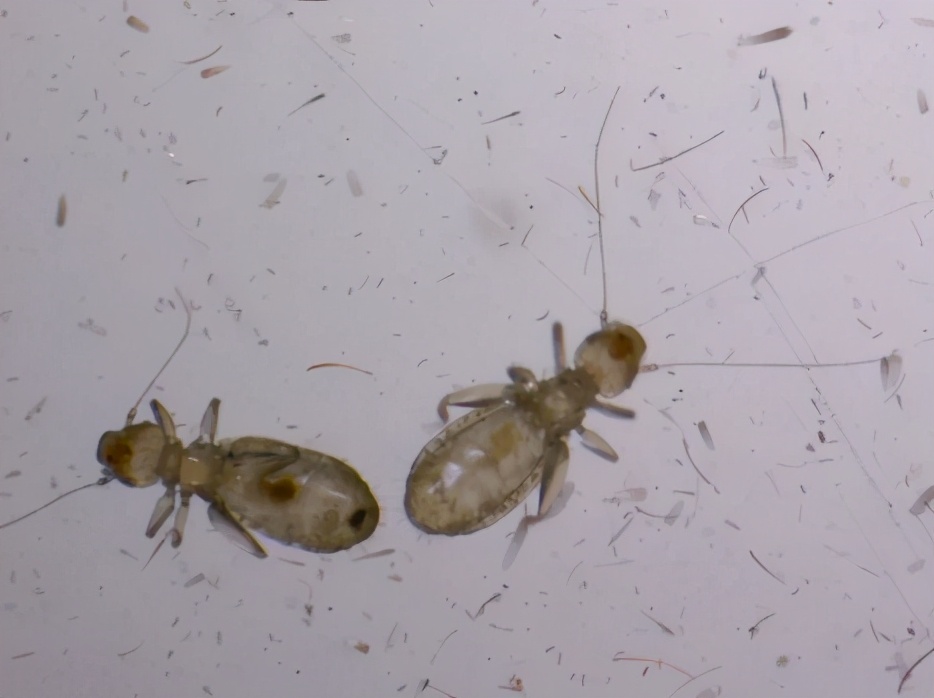 常出现在家里的虫子有哪些,家里出现很多微小的虫子怎么办