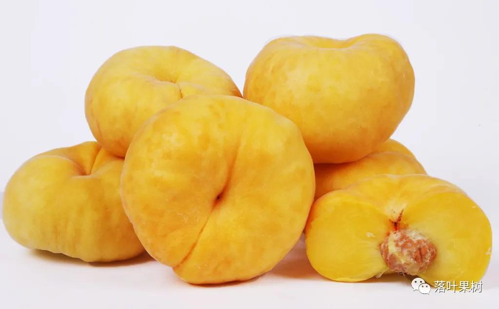 种植效益最好的黄桃品种,鲜食黄桃品种介绍