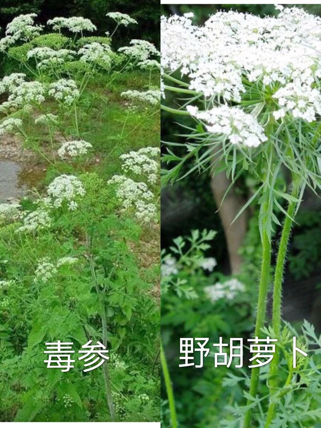 草莓长在树上好看吗,草莓是生命力顽强的植物