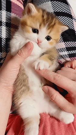 猫和老虎能杂交生育吗,猫和老虎可以生育吗