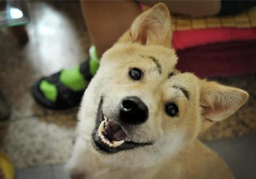 狗狗叛逆期护食,狗狗攻击性最佳矫正方法