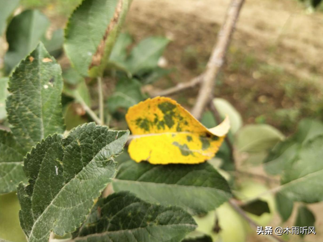 苹果树叶子发黄发卷是啥原因,苹果树叶子发黄了怎么处理