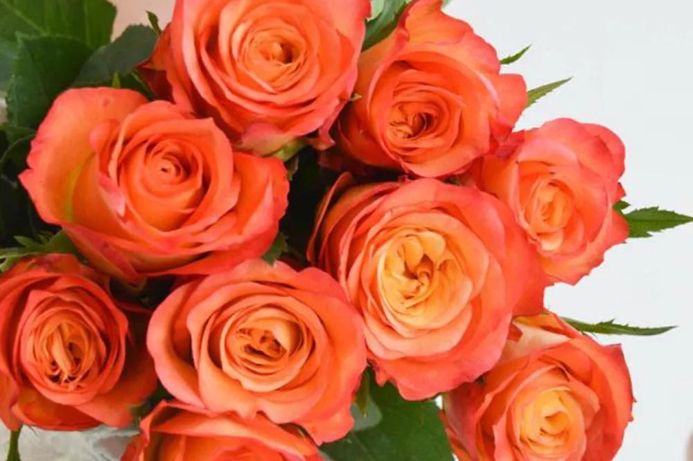 花店常用玫瑰花品种大全,一篇文章带你认识三亚40种花