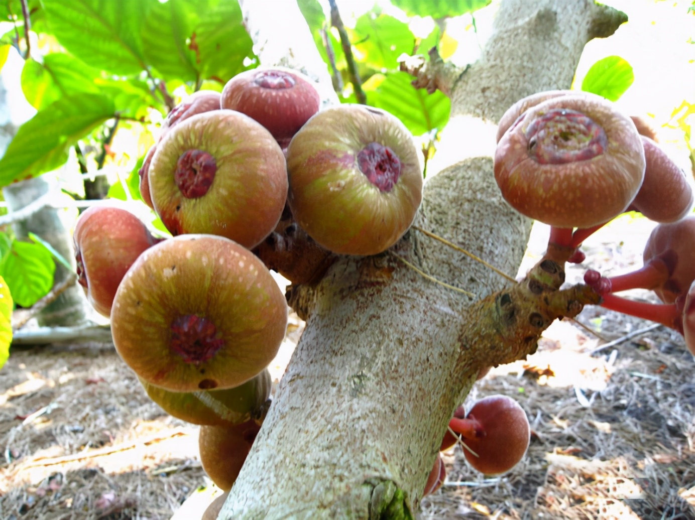 百种果子简介,百种果实图片