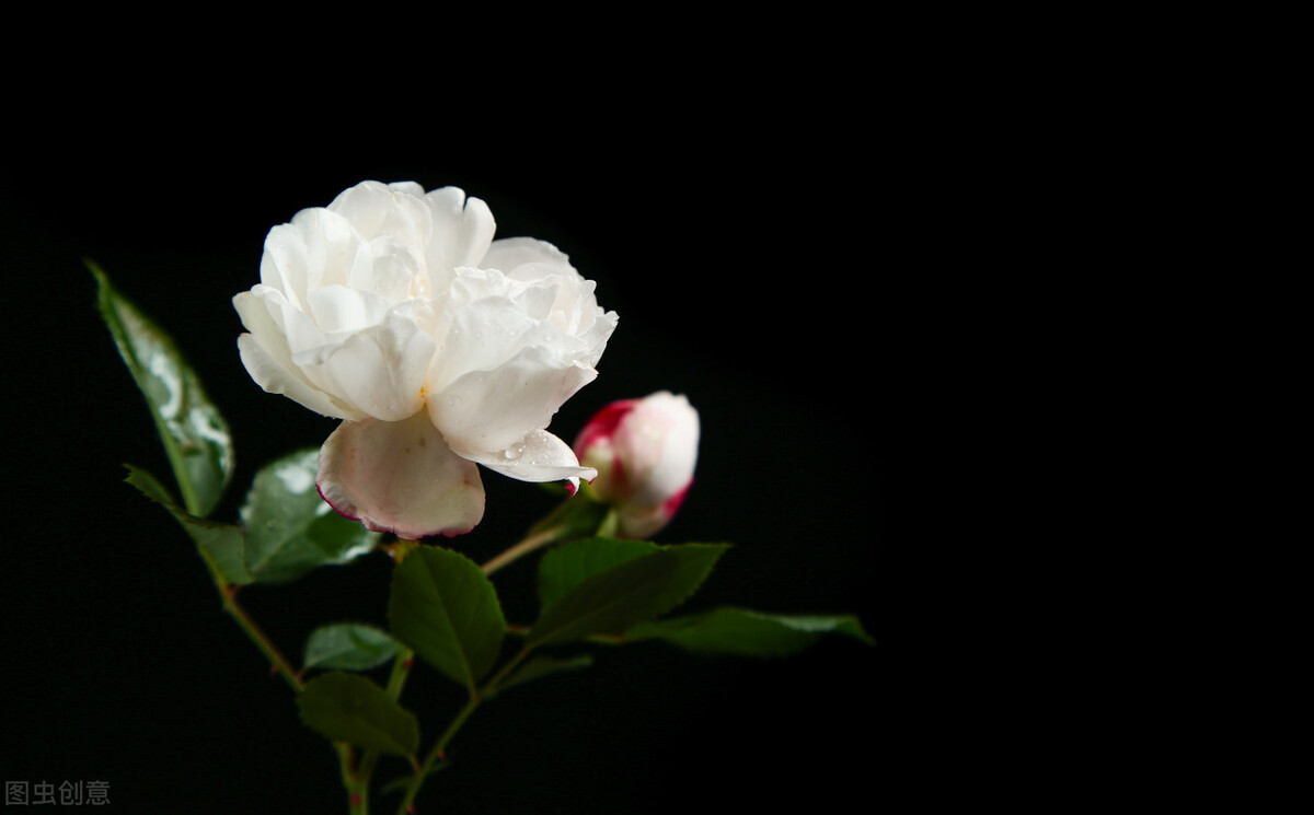 红色玫瑰代表着热烈的爱情,红玫瑰最能代表爱情的鲜花