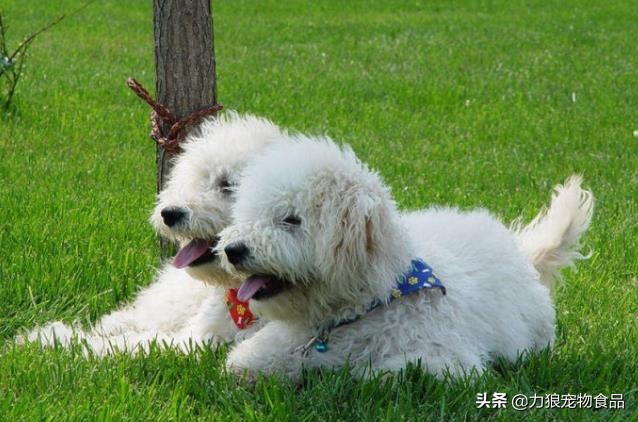 狗狗乱吃外面垃圾堆的东西怎么办,训练狗狗出门不乱吃