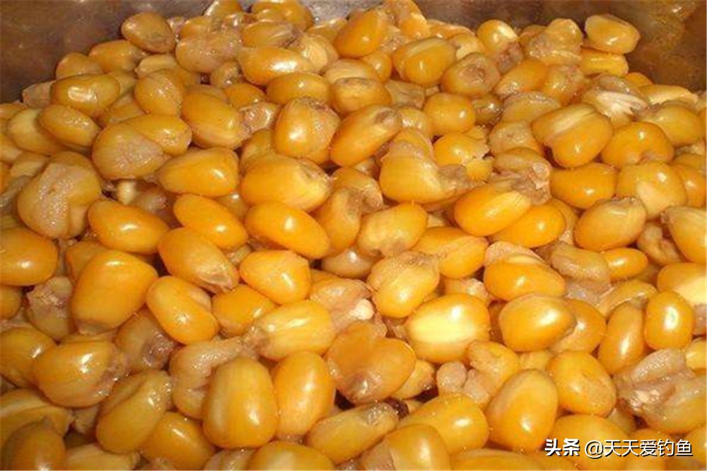 夜钓鲤鱼能用灯光吗,野钓夜光灯钓鲤鱼可以吗