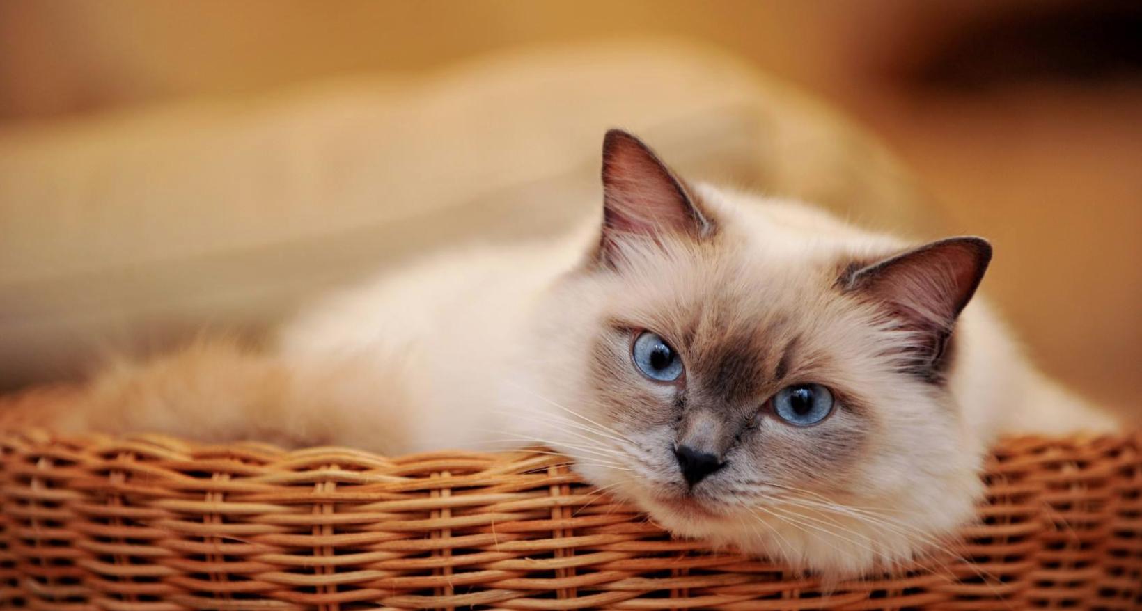 养宠小知识猫咪便秘怎么解决,猫咪会有抑郁情绪吗