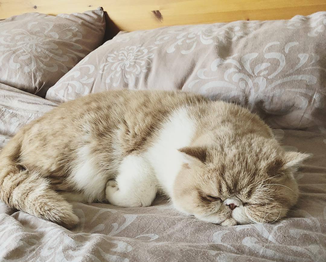 夏季小猫咪中暑,夏天猫咪中暑