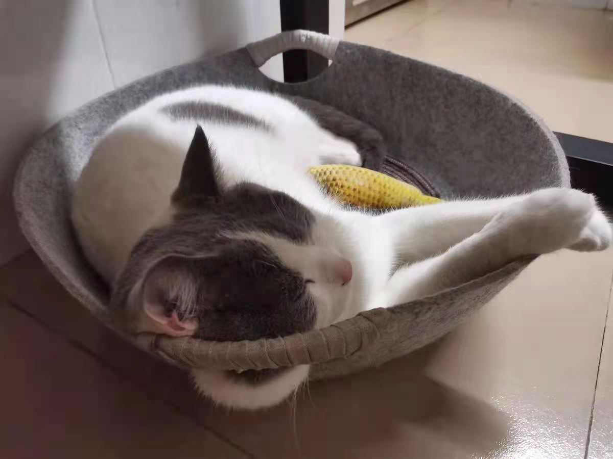 啥猫粮靠谱,大家选哪种猫粮最好