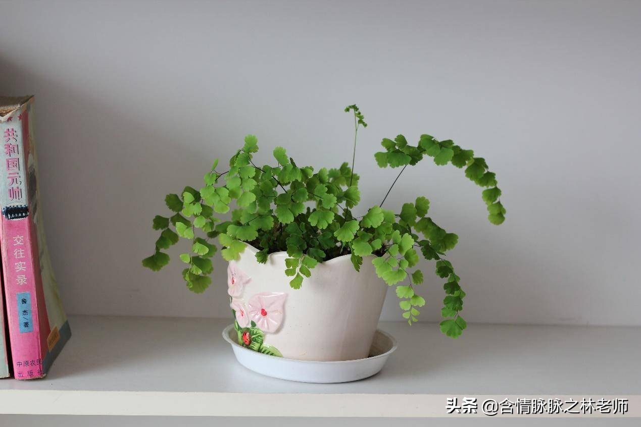 室内三种最旺家庭养植物,家居绿植哪些不适宜养