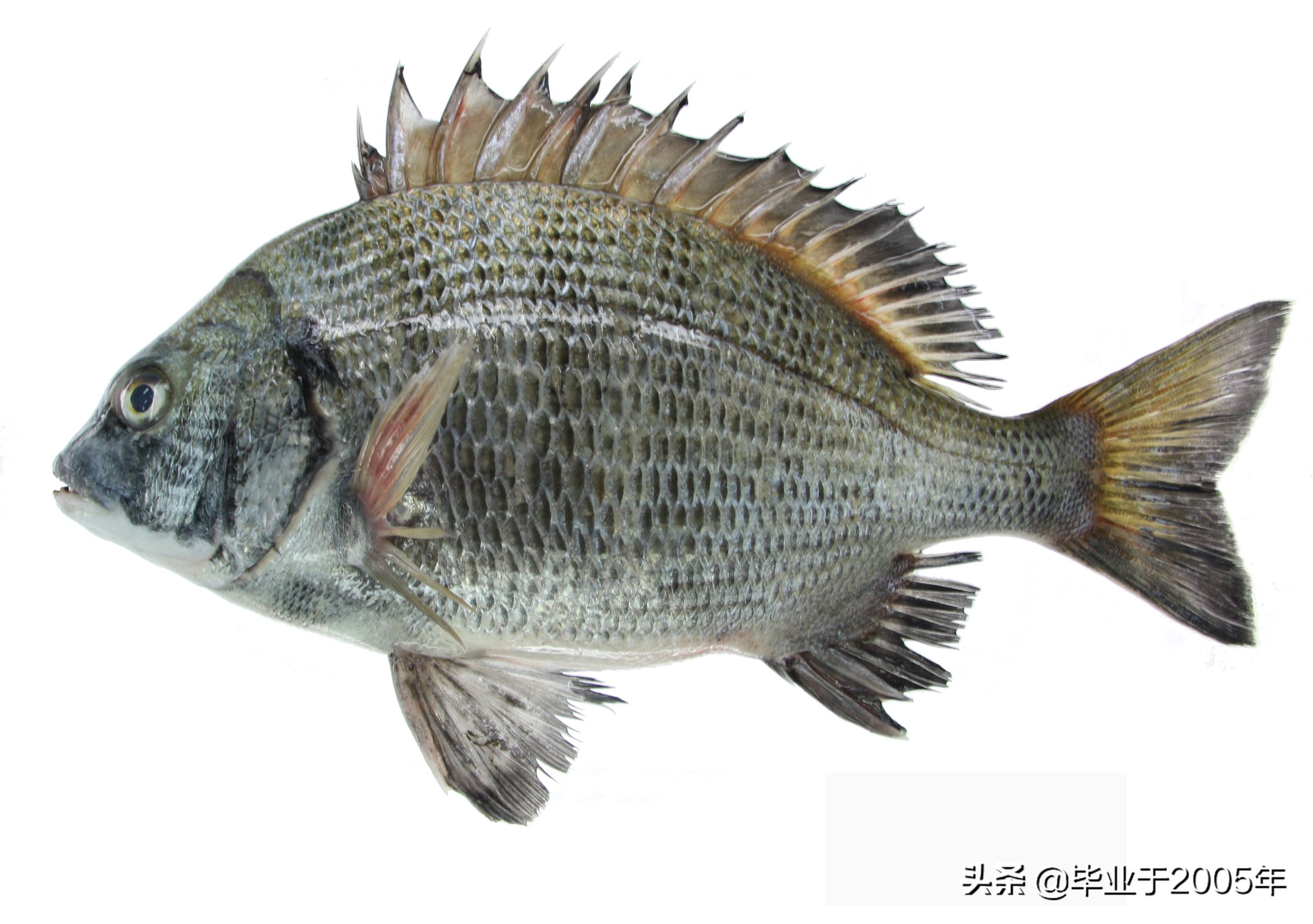 辽宁的水产品有哪些,辽宁常见的鱼