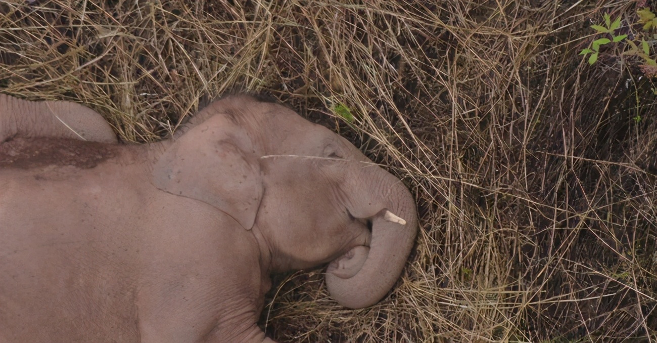 鱼为什么死了也不会闭上眼睛说说,鱼死了为什么眼睛不闭眼