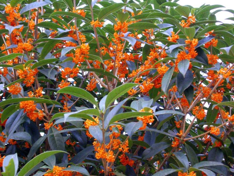 中国三十种名花图片大全,中国十大名花及花卉文化