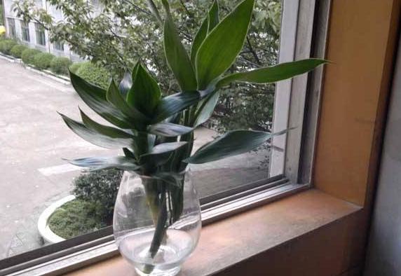 富贵竹长红蜘蛛怎么办,富贵竹灭红蜘蛛最有效的土方